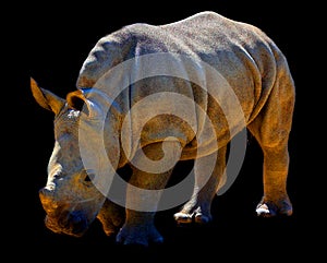 The white rhinoceros or square-lipped rhinoceros is the largest extant species of rhinoceros.