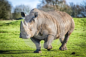 White Rhinoceros photo