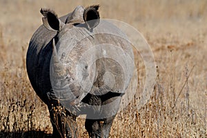 White rhinoceros or square-lipped rhinoceros