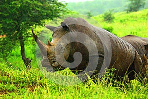 The white rhinoceros or square-lipped rhinoceros