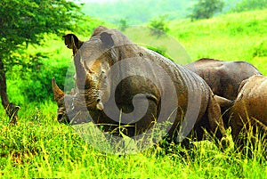 The white rhinoceros or square-lipped rhinoceros