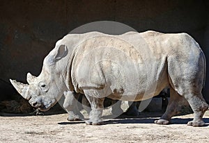 The white rhinoceros or square-lipped rhinoceros Ceratotherium simum