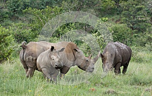 White rhinoceros or square-lipped rhinoceros, Ceratotherium simum.