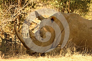 The white rhinoceros or square-lipped rhinoceros Ceratotherium simum with a bloody injury.