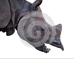 White rhinoceros or square-lipped rhinoceros - Ceratotherium simum mouth open showing lip extended for food. Isolated on white cut