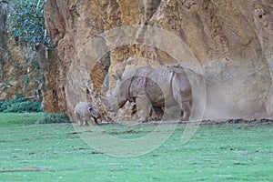White rhinoceros or square-lipped rhinoceros photo