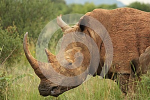 The white rhinoceros or square-lipped rhinoceros Ceratotherium simum portrait