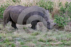 The white rhinoceros or square-lipped rhinoceros Ceratotherium simum in the savannah in the yellow grass with green bushes in