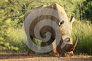 The white rhinoceros or square-lipped rhinoceros Ceratotherium simum staying and feeding in green grassland