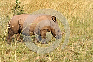 The white rhinoceros or square-lipped rhinoceros Ceratotherium simum, young rhino going savannah