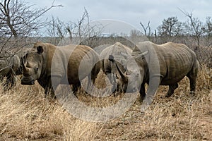 White rhinoceros or square-lipped rhinoceros in Hlane Royal National Park, Swaziland