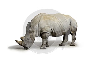 White rhinoceros square-lipped rhinoceros inhabiting South Africa on white background, rhino in wildlife