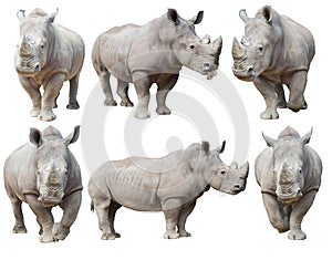 White rhinoceros, square-lipped rhinoceros isolated