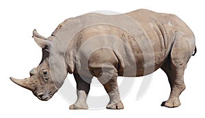 White rhinoceros, square-lipped rhinoceros isolated on white background