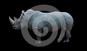The white rhinoceros or square-lipped rhinoceros is the largest extant species