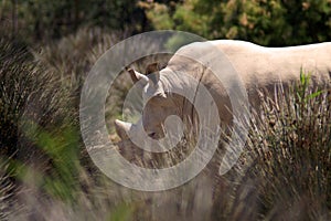 The white rhinoceros or square-lipped rhinoceros is the largest extant species of rhinoceros.