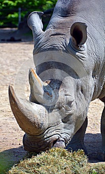 The white rhinoceros or square-lipped rhinoceros is the largest extant species of rhinoceros