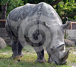 The white rhinoceros or square-lipped rhinoceros is the largest extant species of rhinoceros.