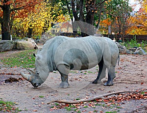 The white rhinoceros or square-lipped rhinoceros is the largest extant species of rhinoceros.