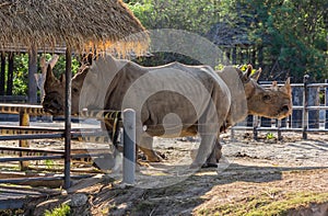 White rhinoceros