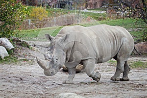 White rhinoceros