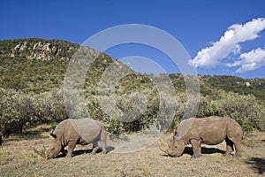 White Rhinoceros walking and eating in the Maasai Mara National Park, Kenya