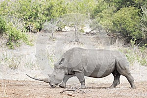 White rhinoceros walking on savannah