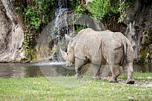 White rhinoceros walking towards a pool of water