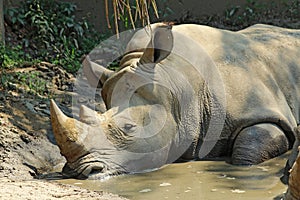 White rhinoceros in a wallow at the Indianapolis Zoo