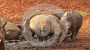 White rhinoceros wallowing in mud