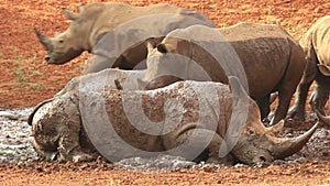 White rhinoceros wallowing in mud