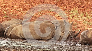 White rhinoceros wallowing in mud