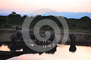 White Rhinoceros At Water Hole