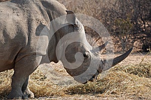 White Rhinoceros in Waterberg Wilderness Private Reserve, Namibia