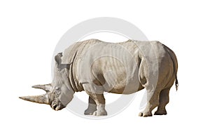 White rhinoceros on a white background