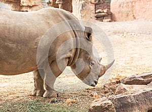 White rhinoceros or White Rhino Ceratotherium simum