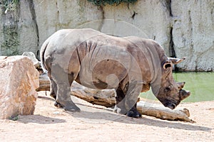 White rhinoceros in wild environment