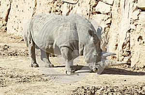 White rhinoceros in the wild