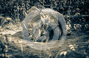 Nosorožec biely v ZOO Bratislava