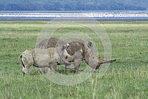 White rhinoceroses in front of flamingos, Kenya