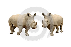 White rhinocerous photo