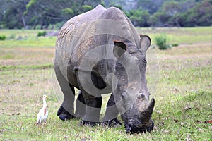 White Rhinocerous