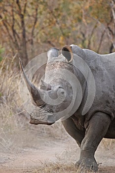 White Rhinocerous