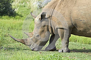 White rhinocerous feeding