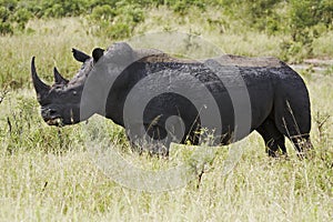 White rhinocerous grazing