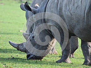 White Rhinocerous grazing on grass