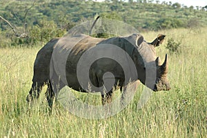 A white rhinocerous