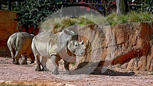 White rhinocerus