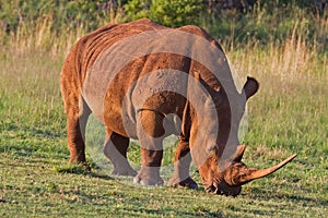 White Rhinocerus photo