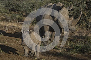 White rhinocerus Young calf at Pilanesberg National Park photo